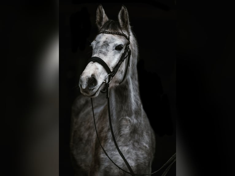 Trakehner Giumenta 6 Anni 161 cm Grigio pezzato in Sperenberg