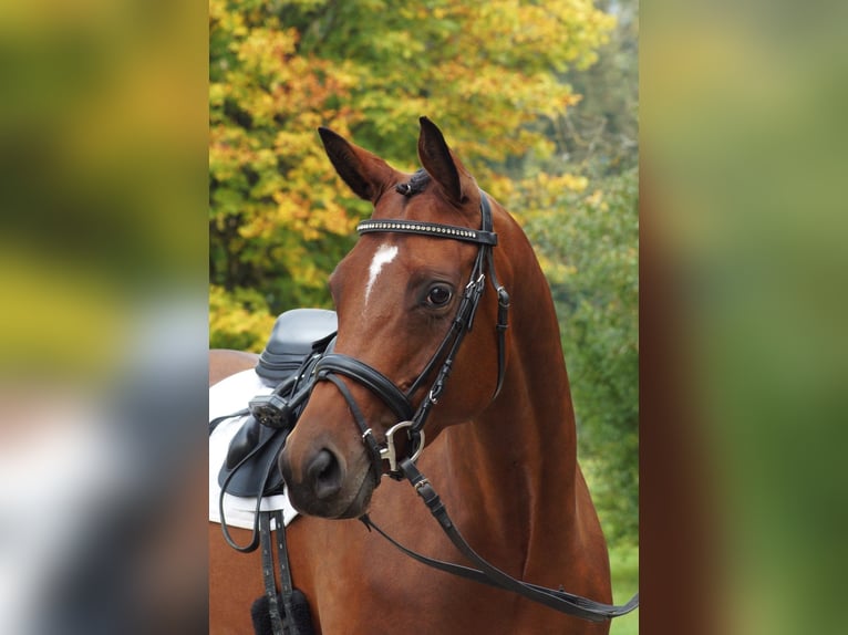 Trakehner Giumenta 6 Anni 162 cm Baio in Bodenfelde/Nienover