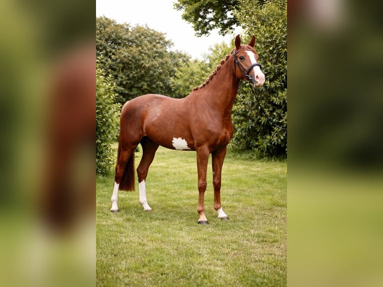 Trakehner Giumenta 6 Anni 162 cm Sauro in Kirchheilingen