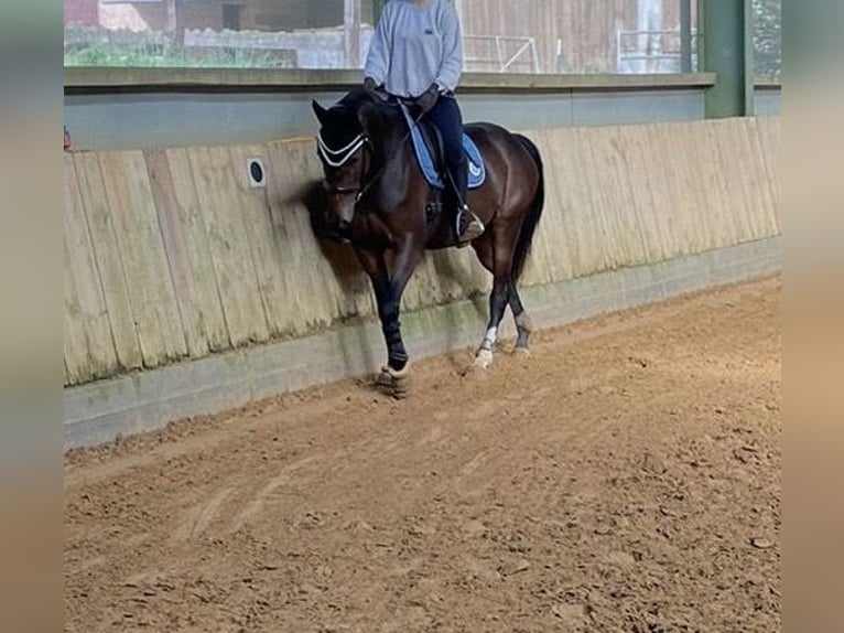 Trakehner Mix Giumenta 6 Anni 163 cm Baio in Hameln