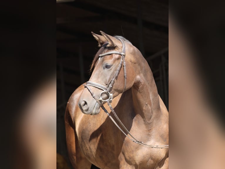 Trakehner Giumenta 6 Anni 163 cm Baio in NeritzBad Oldesloe