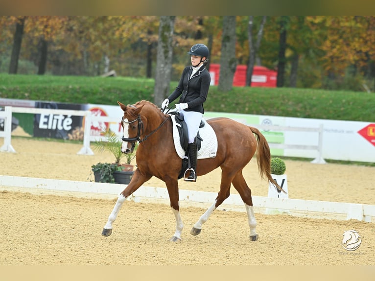 Trakehner Giumenta 6 Anni 163 cm Sauro in Winklpoint