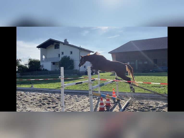 Trakehner Giumenta 6 Anni 163 cm Sauro in Winklpoint