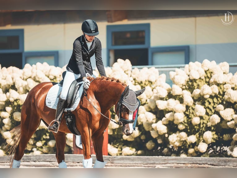 Trakehner Giumenta 6 Anni 163 cm Sauro in Winklpoint