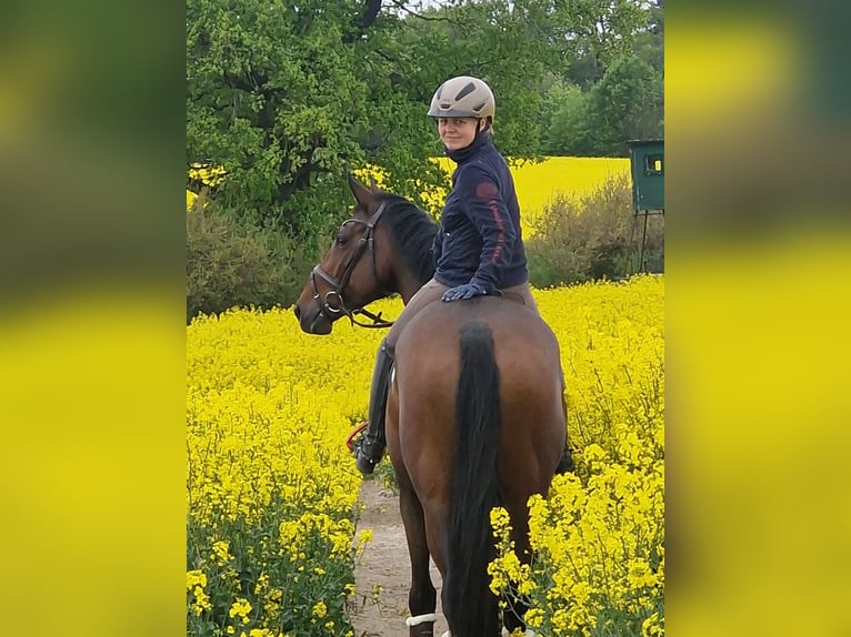 Trakehner Giumenta 6 Anni 164 cm Baio in Bosau