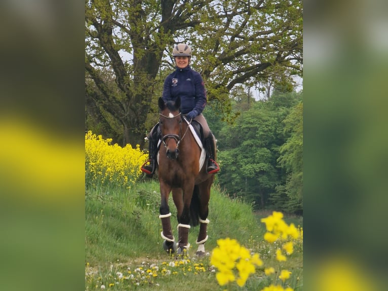 Trakehner Giumenta 6 Anni 164 cm Baio in Bosau