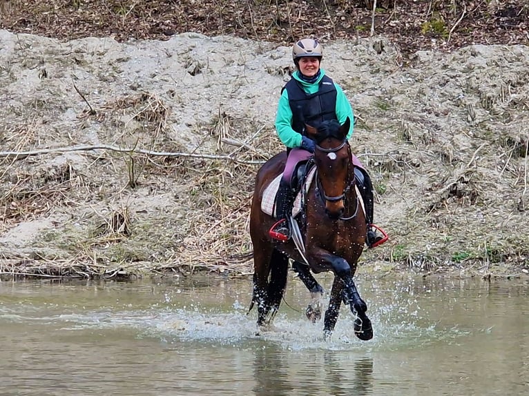 Trakehner Giumenta 6 Anni 164 cm Baio in Bosau