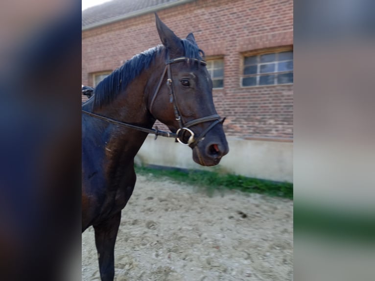 Trakehner Giumenta 6 Anni 164 cm Morello in Kleve