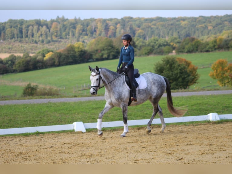 Trakehner Giumenta 6 Anni 165 cm Grigio pezzato in Bodenfelde