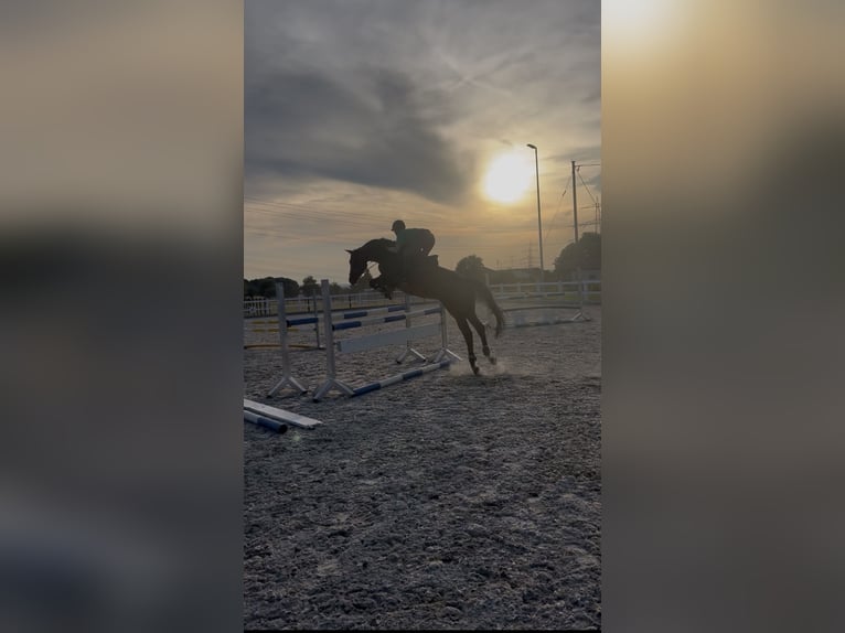 Trakehner Giumenta 6 Anni 166 cm Baio in Wernau