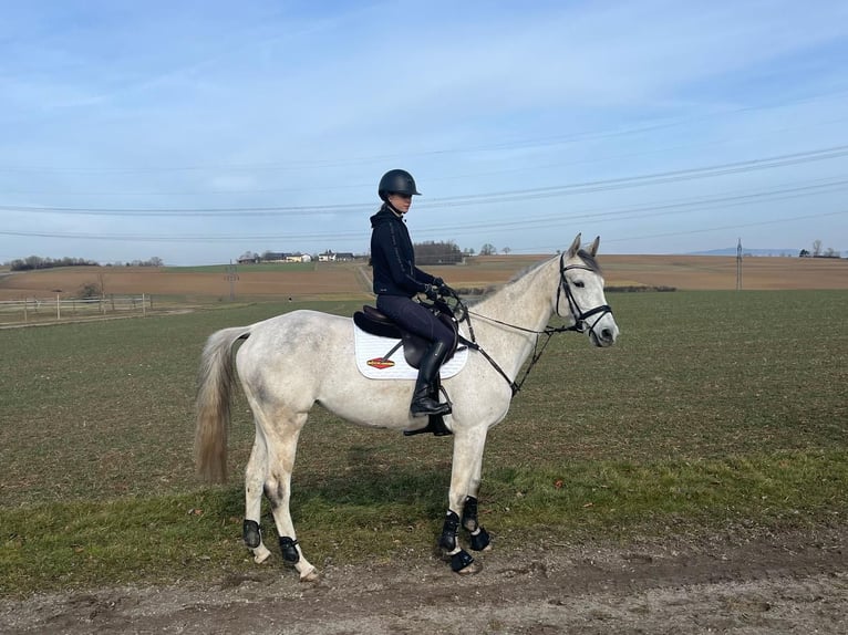 Trakehner Giumenta 6 Anni 167 cm Grigio in Neulingen