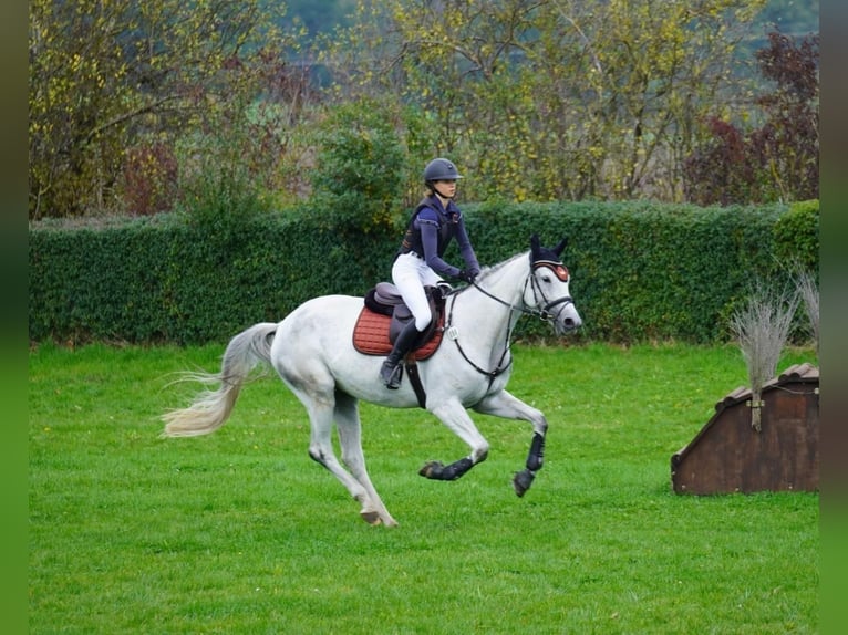 Trakehner Giumenta 6 Anni 167 cm Grigio in Neulingen