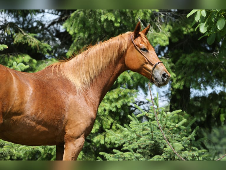 Trakehner Giumenta 6 Anni 167 cm Sauro in Liebstadt