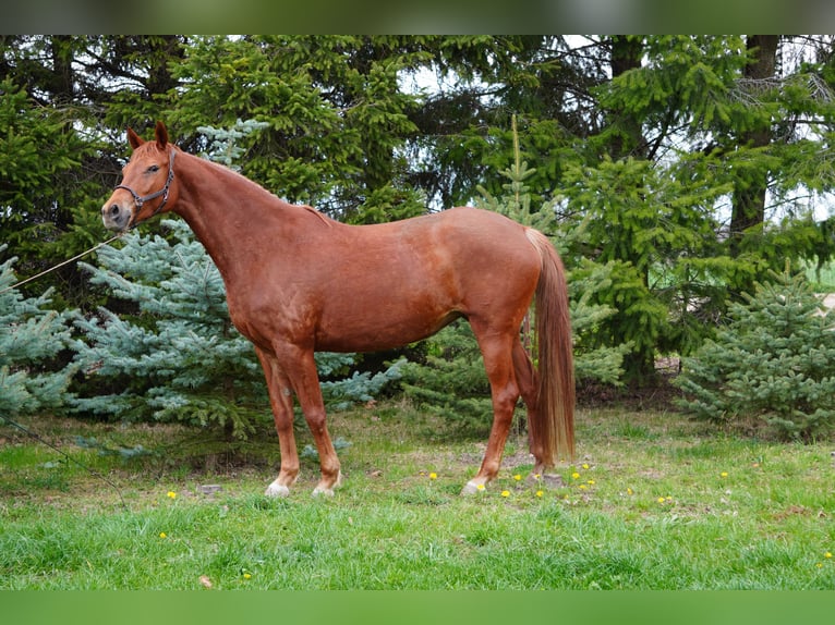 Trakehner Giumenta 6 Anni 167 cm Sauro in Liebstadt