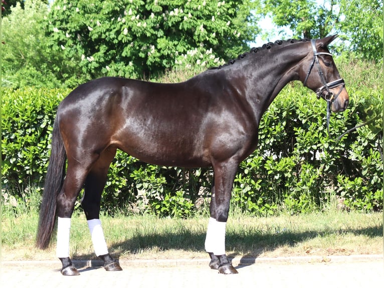 Trakehner Giumenta 6 Anni 168 cm Baio scuro in Selsingen