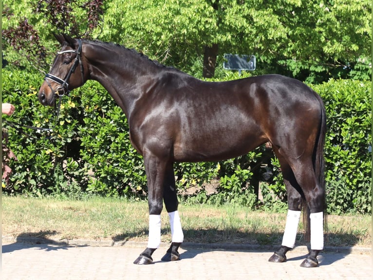 Trakehner Giumenta 6 Anni 168 cm Baio scuro in Selsingen