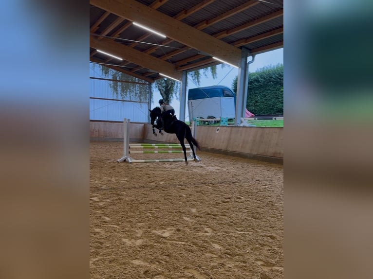 Trakehner Giumenta 6 Anni 169 cm Morello in Fürstenfeldbruck