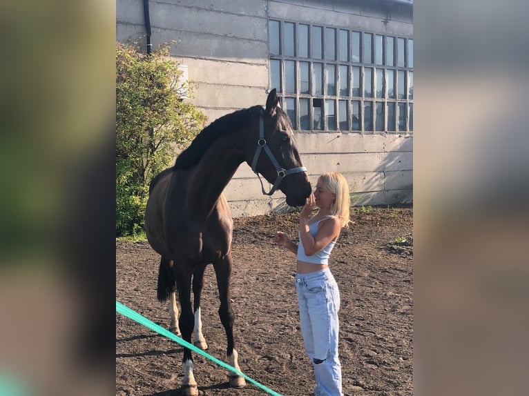 Trakehner Giumenta 6 Anni 170 cm Baio scuro in Kachlin  / Dargen