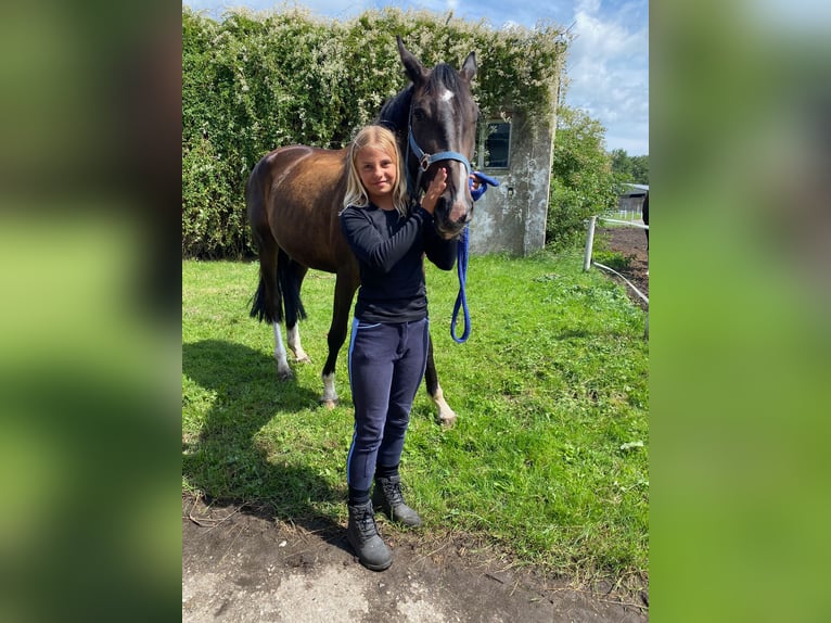 Trakehner Giumenta 6 Anni 170 cm Baio scuro in Kachlin  / Dargen