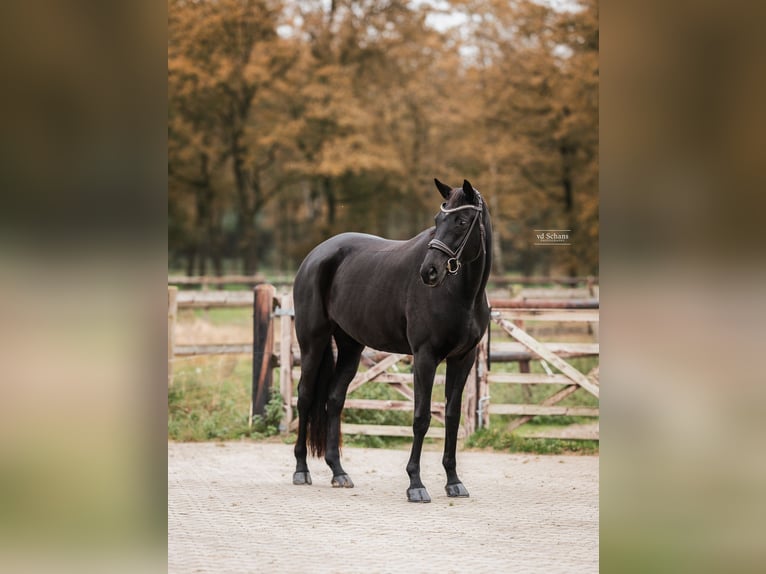 Trakehner Giumenta 6 Anni 170 cm Morello in Meerlo