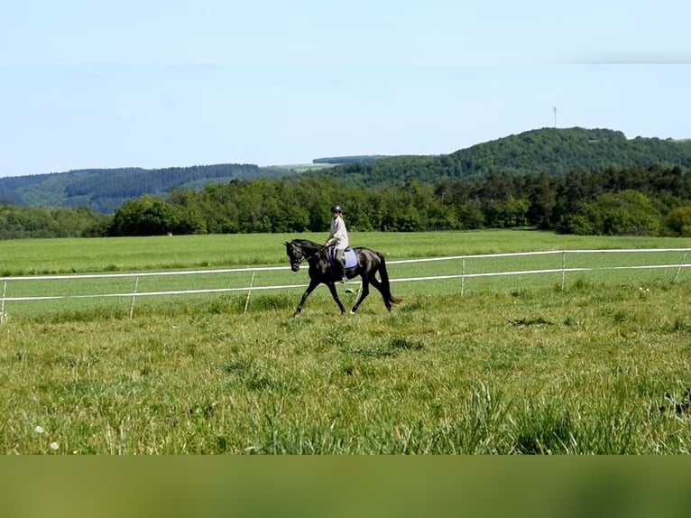 Trakehner Giumenta 6 Anni 170 cm Morello in Veitsrodt