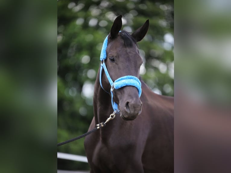 Trakehner Giumenta 6 Anni 170 cm Morello in Karnków