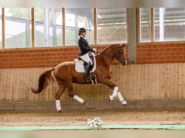 Trakehner Giumenta 6 Anni 170 cm Sauro in Ennigerloh