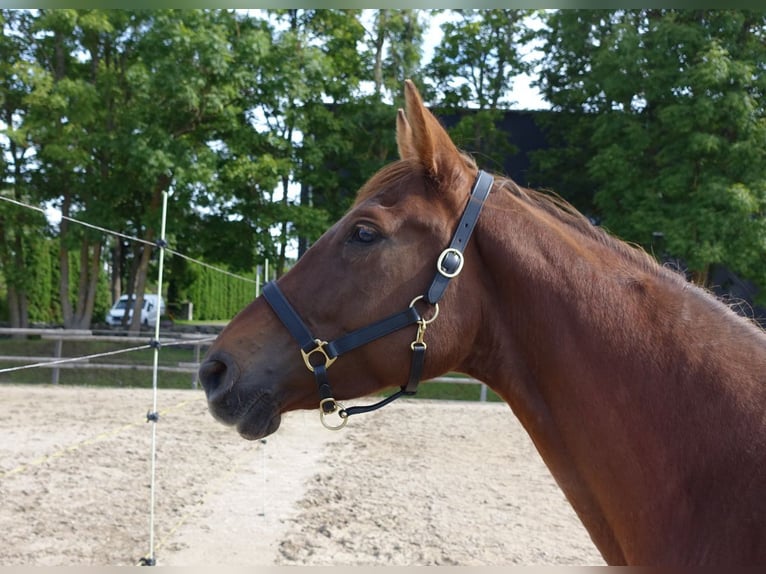 Trakehner Giumenta 6 Anni 171 cm Sauro scuro in Linn