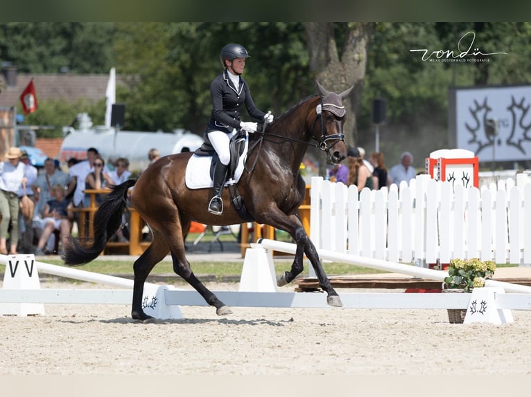 Trakehner Giumenta 6 Anni 174 cm Baio nero in Wolfhagen