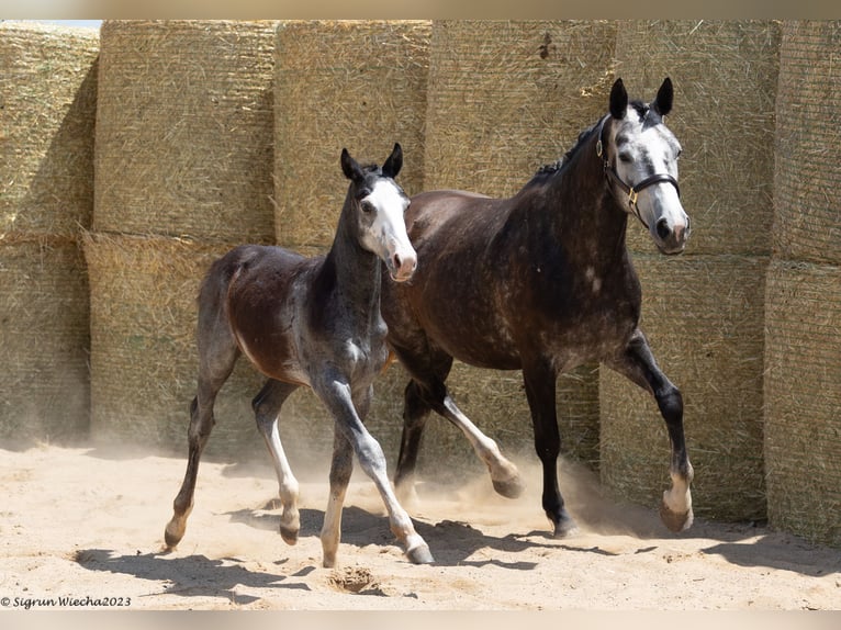 Trakehner Giumenta 7 Anni 163 cm in Aytos