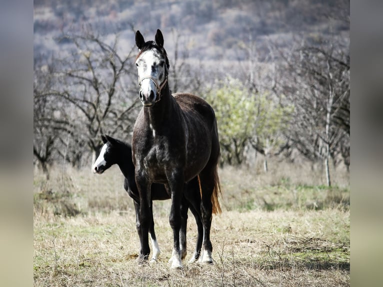 Trakehner Giumenta 7 Anni 163 cm in Aytos