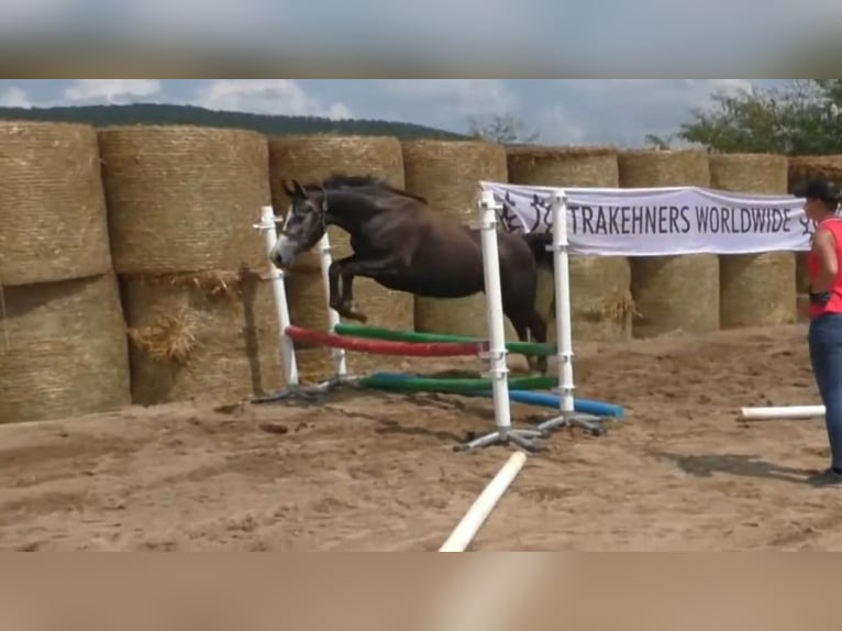 Trakehner Giumenta 7 Anni 163 cm Grigio in Aytos