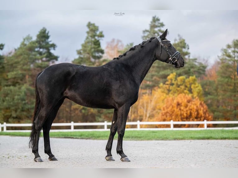 Trakehner Giumenta 7 Anni 164 cm Baio nero in Barłomino