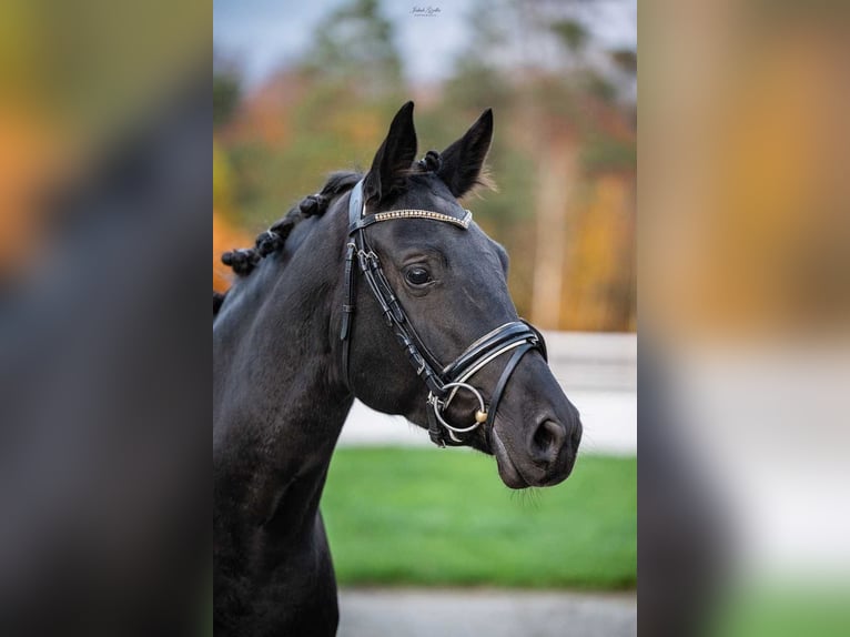 Trakehner Giumenta 7 Anni 164 cm Baio nero in Barłomino