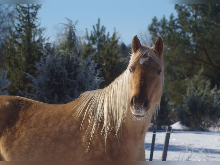 Trakehner Giumenta 7 Anni 164 cm Palomino in Linn