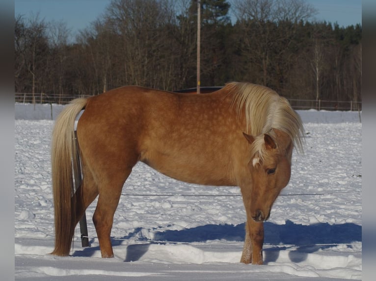 Trakehner Giumenta 7 Anni 164 cm Palomino in Linn