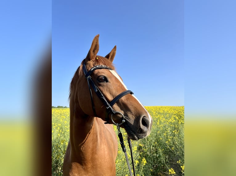 Trakehner Giumenta 7 Anni 164 cm Sauro in Großharthau