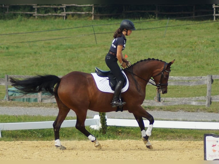 Trakehner Giumenta 7 Anni 165 cm Baio in Bidenfelde