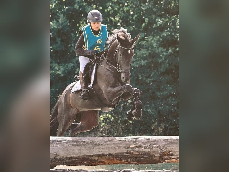 Trakehner Giumenta 7 Anni 165 cm Morello in Bosau