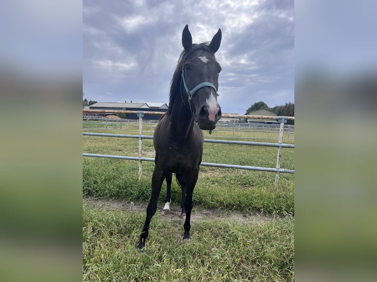 Trakehner Mix Giumenta 7 Anni 165 cm Morello in Scharbeutz