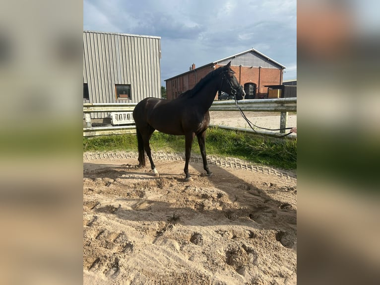 Trakehner Mix Giumenta 7 Anni 165 cm Morello in Scharbeutz