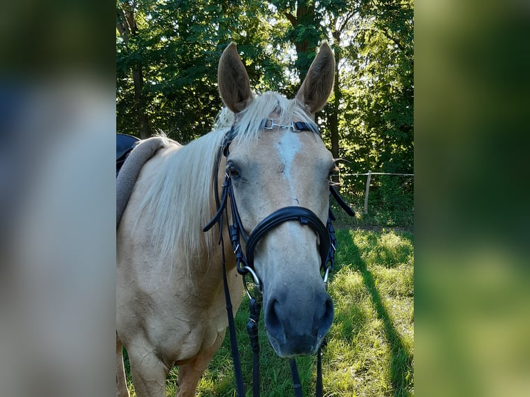 Trakehner Giumenta 7 Anni 165 cm Palomino in Rathenow