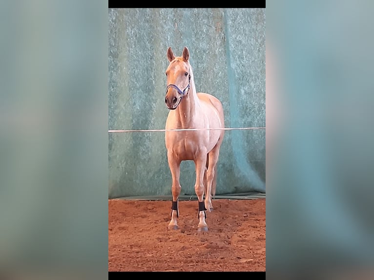 Trakehner Giumenta 7 Anni 165 cm Palomino in Rathenow