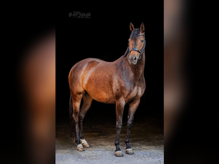 Trakehner Giumenta 7 Anni 166 cm Baio in Burgstädt