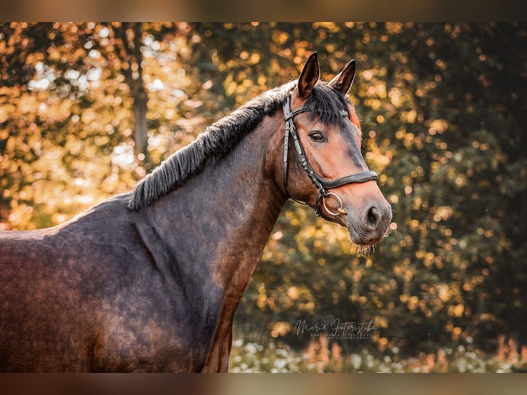 Trakehner Giumenta 7 Anni 166 cm Baio in Burgstädt