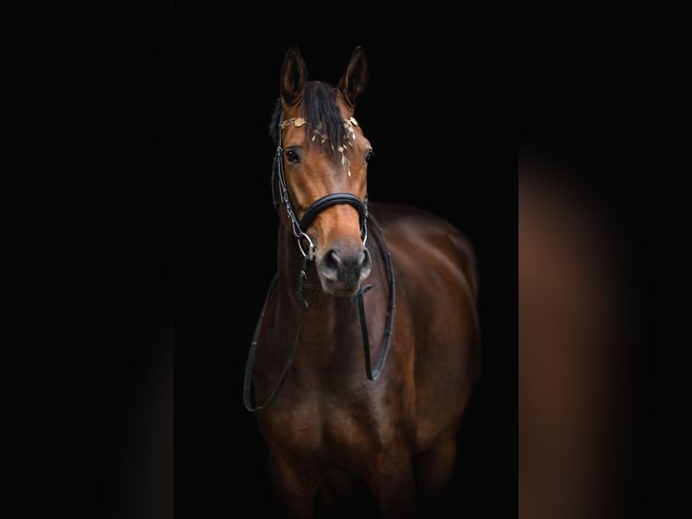 Trakehner Giumenta 7 Anni 166 cm Baio in Burgstädt