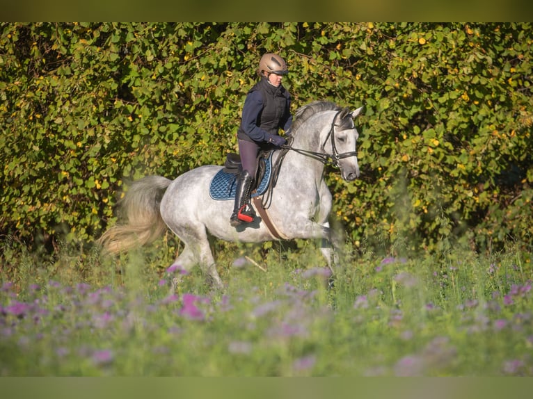 Trakehner Giumenta 7 Anni 166 cm Grigio in Bosau