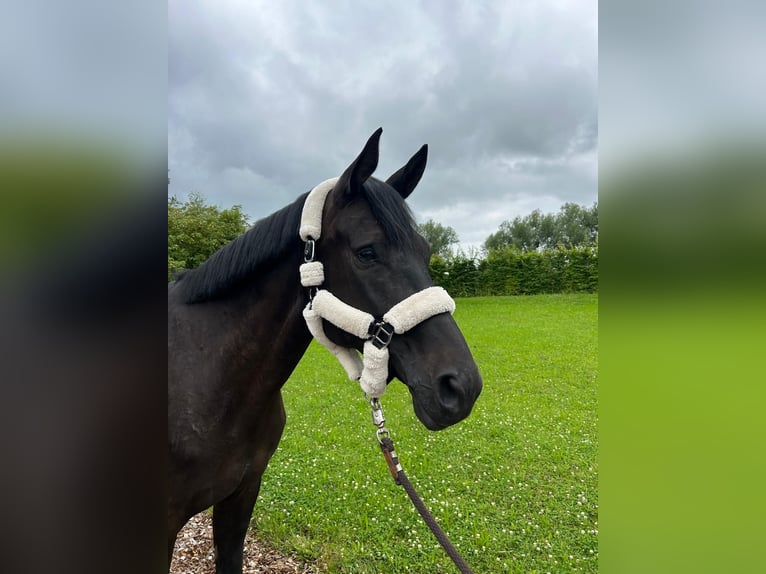 Trakehner Giumenta 7 Anni 168 cm Baio scuro in Grafing bei München