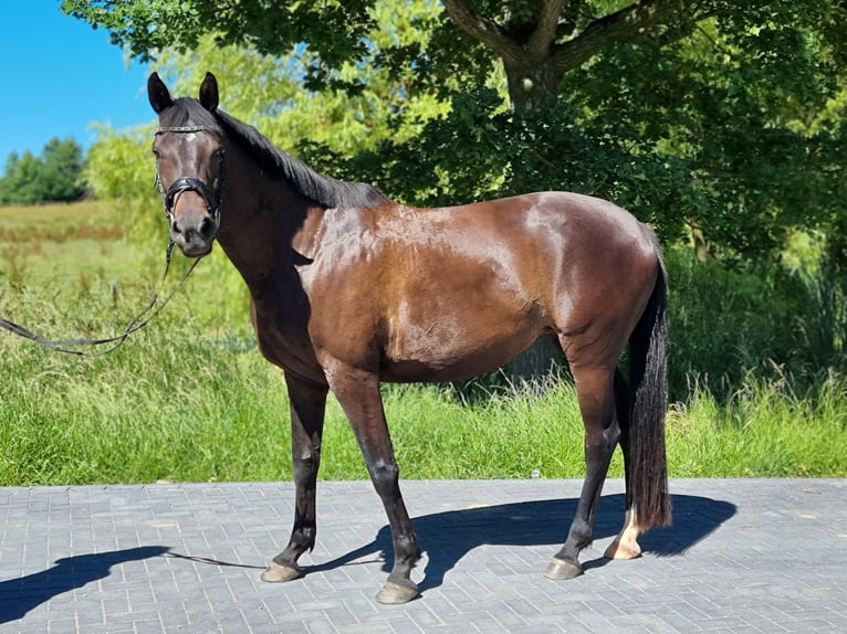 Trakehner Giumenta 7 Anni 169 cm Baio nero in Brodersby