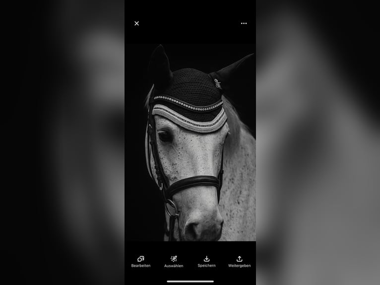 Trakehner Giumenta 7 Anni 169 cm Grigio in Hainsfarth